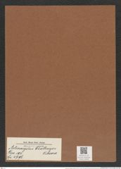 Actinocyclus challengeri O'Meara (de-Toni-Nr.: Genus 195, Species 4796) Zeichnungen Sammlung Grunow Mappe 04658 (Herbarium_W_Grunow_drawings_Folder_04658)